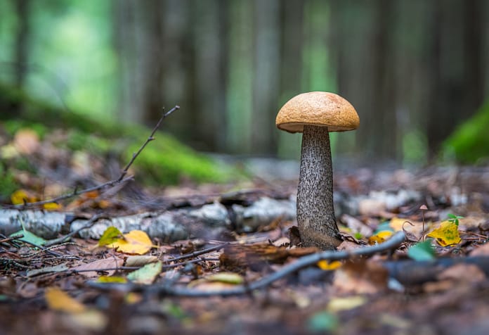 mushrooms, forest, Mixing Marijuana & Magic Mushrooms