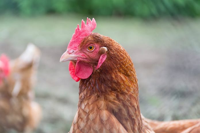 Where to Buy Free Range and Amish Chicken: A Guide to Ethical Poultry