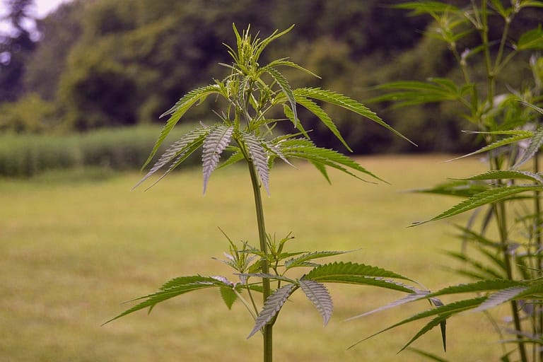 plant, weed, marijuana