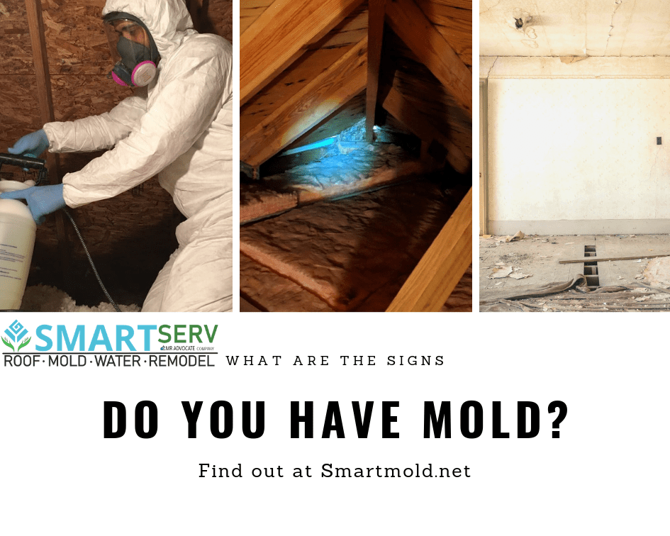 What are Signs I have Mold? Smart Mold
