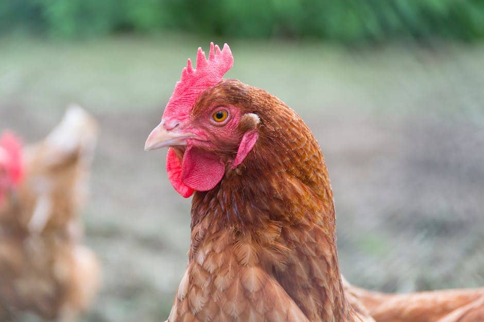 Where to Buy Free Range and Amish Chicken: A Guide to Ethical Poultry